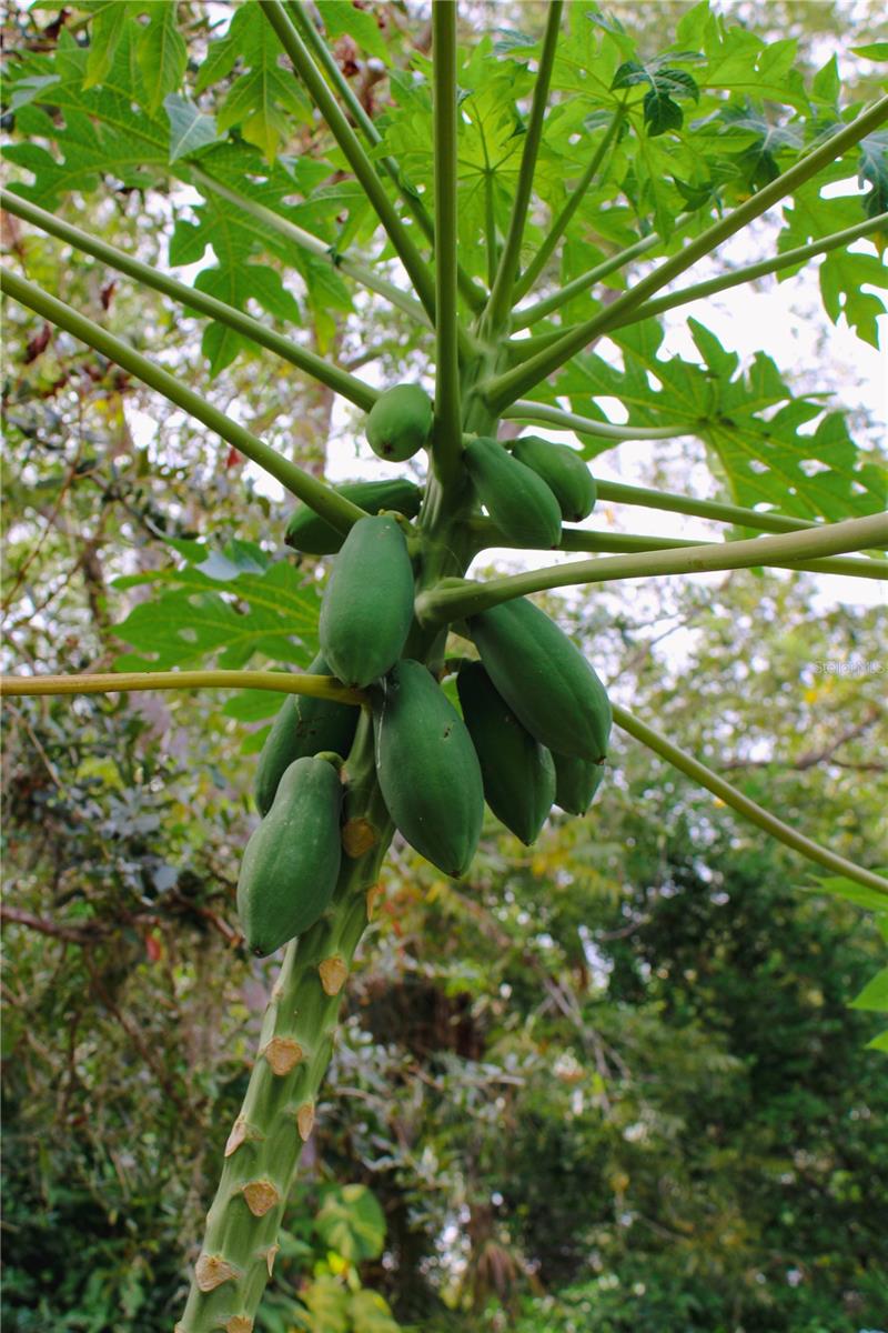 Image 16 of 19 For 4225 Old Bradenton Road C