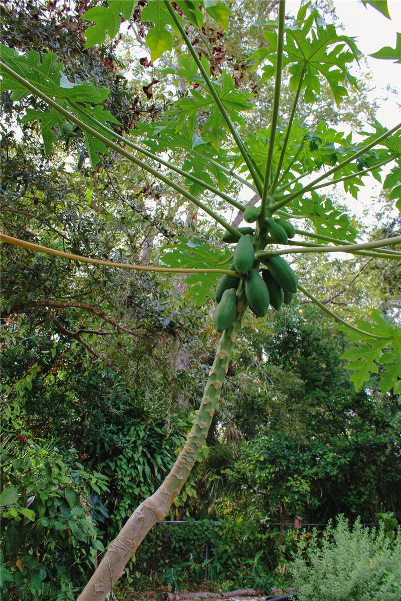 Image 17 of 19 For 4225 Old Bradenton Road C