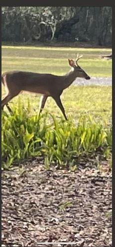 Image 55 of 56 For 2203 Hidden Pond Road