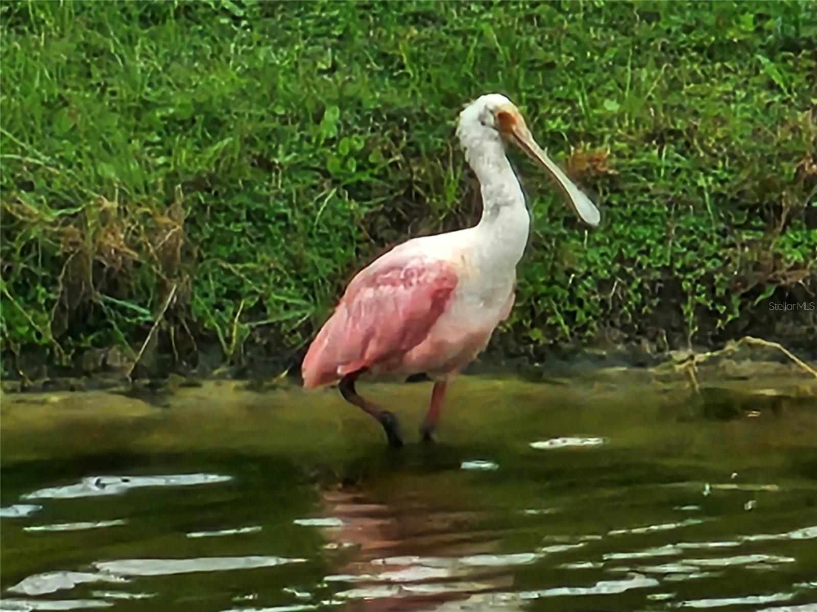 Image 38 of 58 For 17041 Pocket Reel Lane