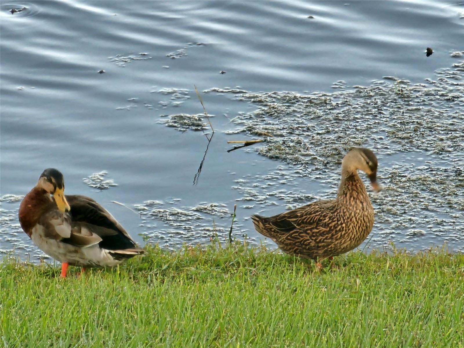 Image 39 of 58 For 17041 Pocket Reel Lane