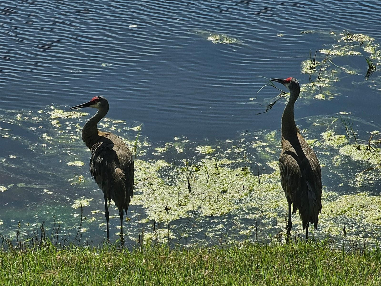 Image 40 of 58 For 17041 Pocket Reel Lane