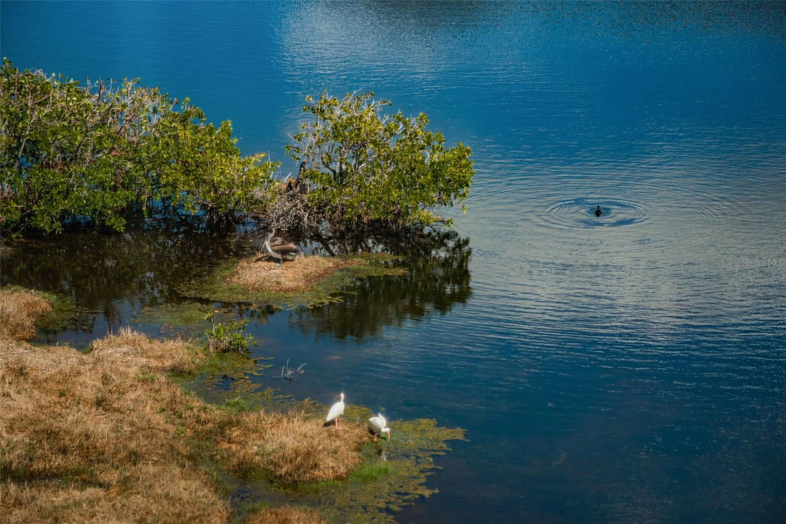 Image 4 of 58 For 6315 Shoreline Drive 3305