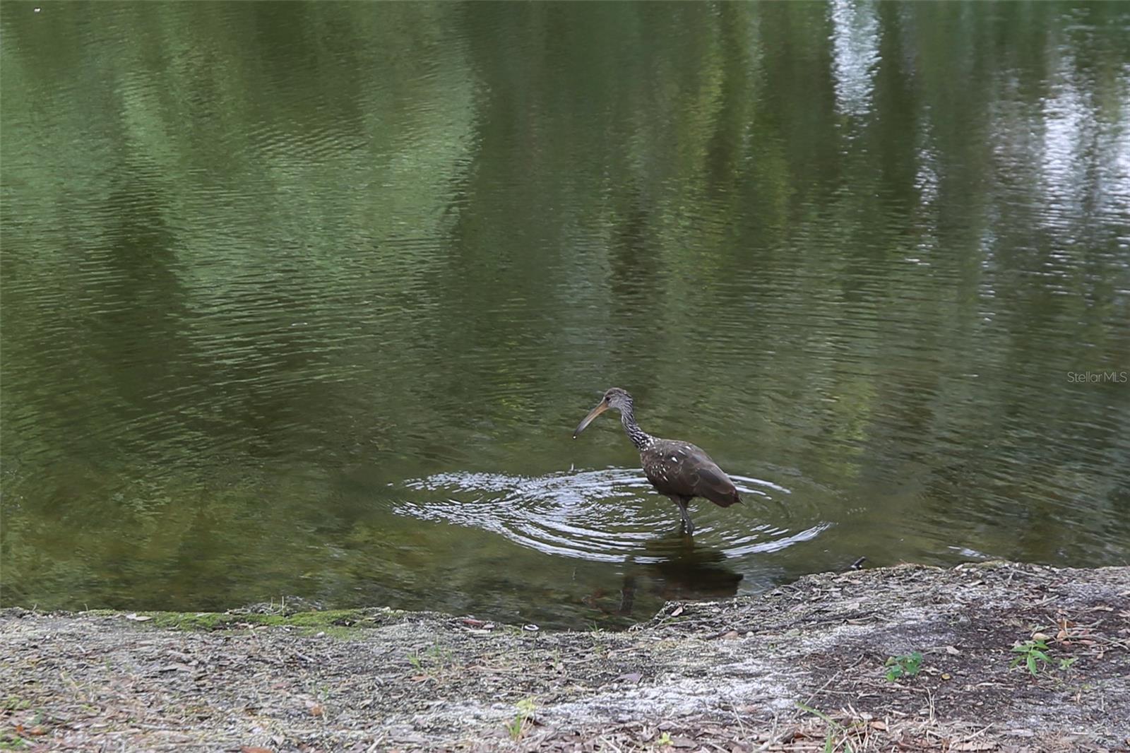 Image 37 of 38 For 11702 Raintree Village Boulevard B