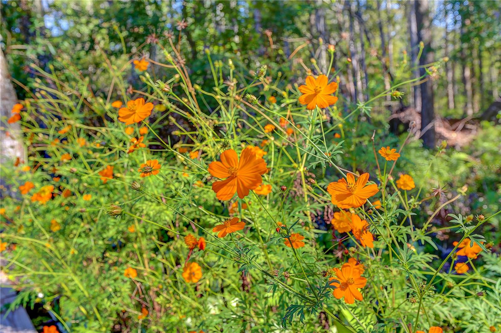 Image 49 of 64 For 12054 Quail Ridge Drive