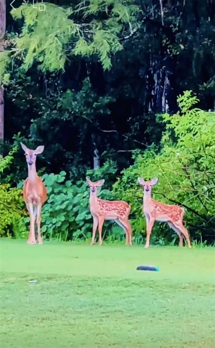 Image 50 of 64 For 12054 Quail Ridge Drive