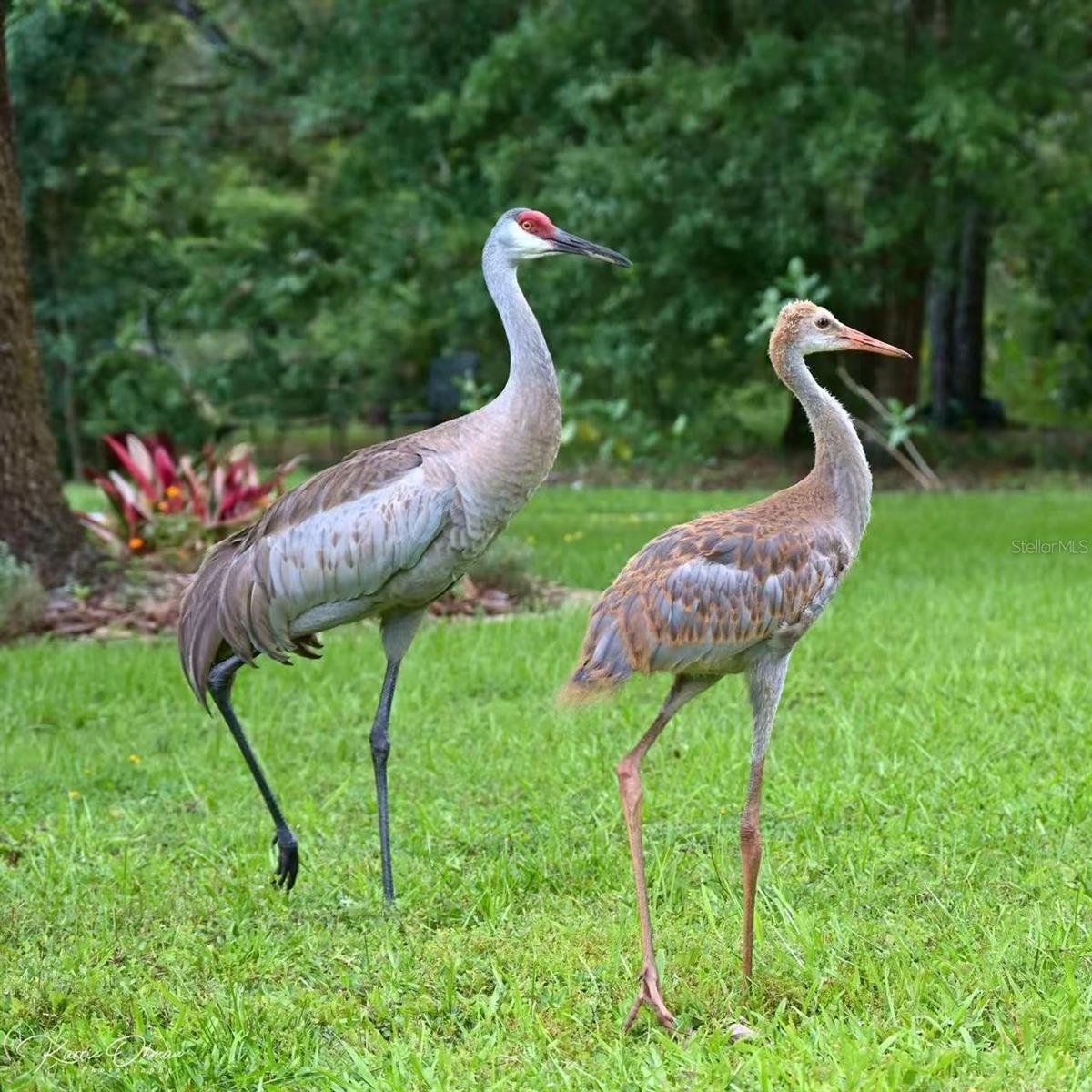 Image 52 of 64 For 12054 Quail Ridge Drive