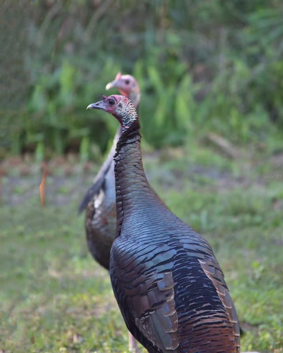 Image 53 of 64 For 12054 Quail Ridge Drive