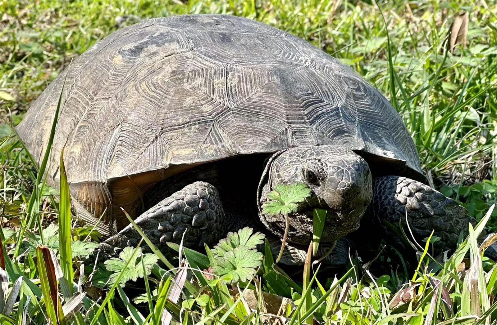 Image 54 of 64 For 12054 Quail Ridge Drive