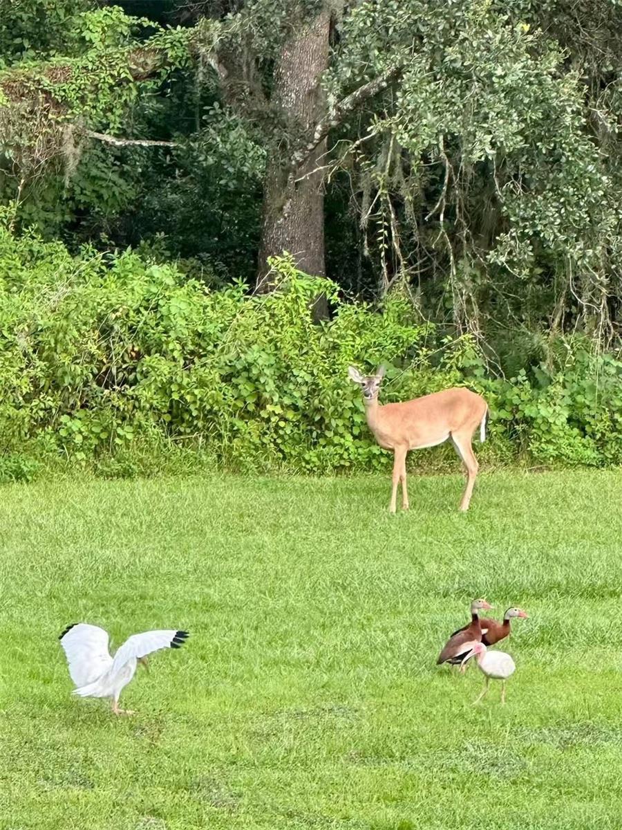 Image 55 of 64 For 12054 Quail Ridge Drive