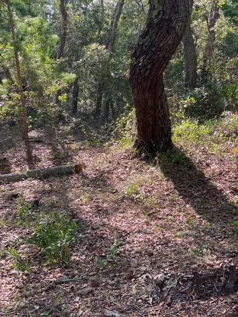 Image 3 of 7 For  Coyote Road 