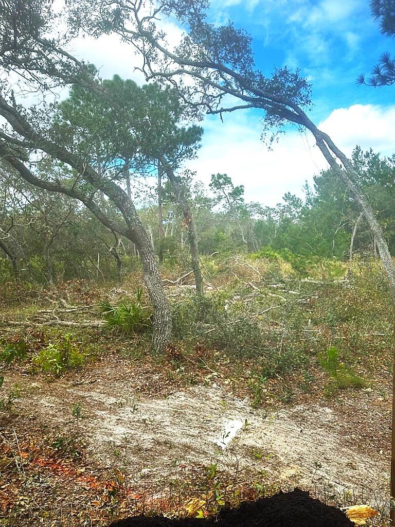 Image 5 of 7 For  Coyote Road 