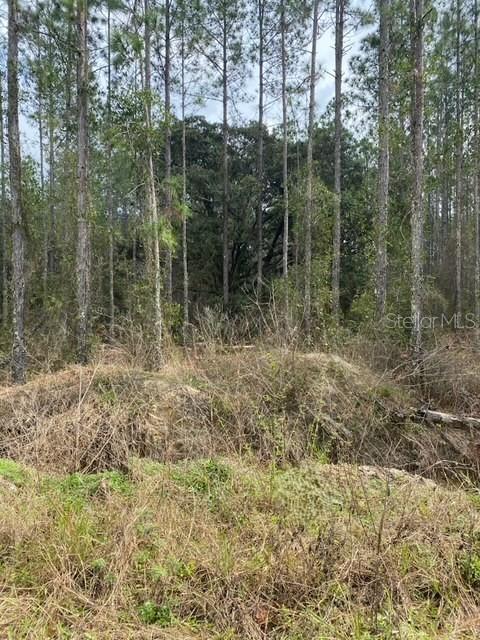 Image 6 of 7 For  Coyote Road 