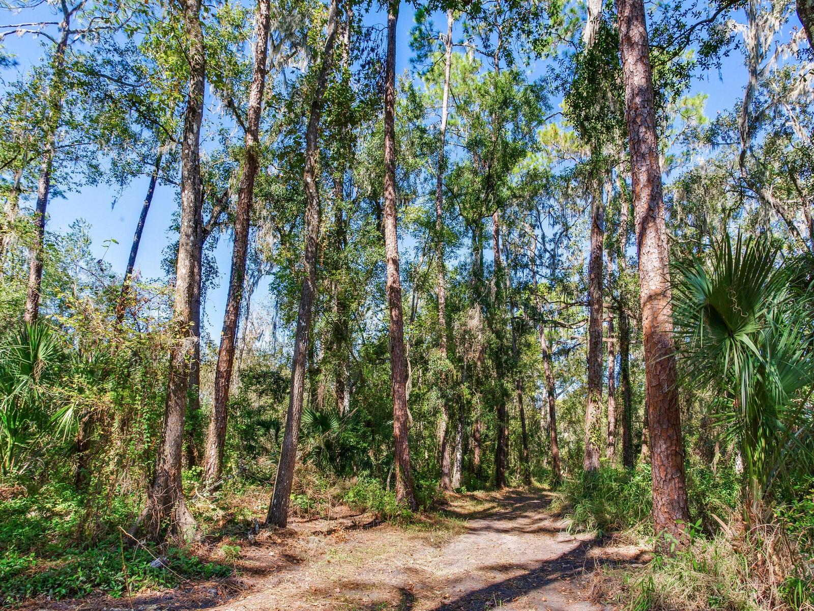 Image 12 of 30 For Drawdy Road