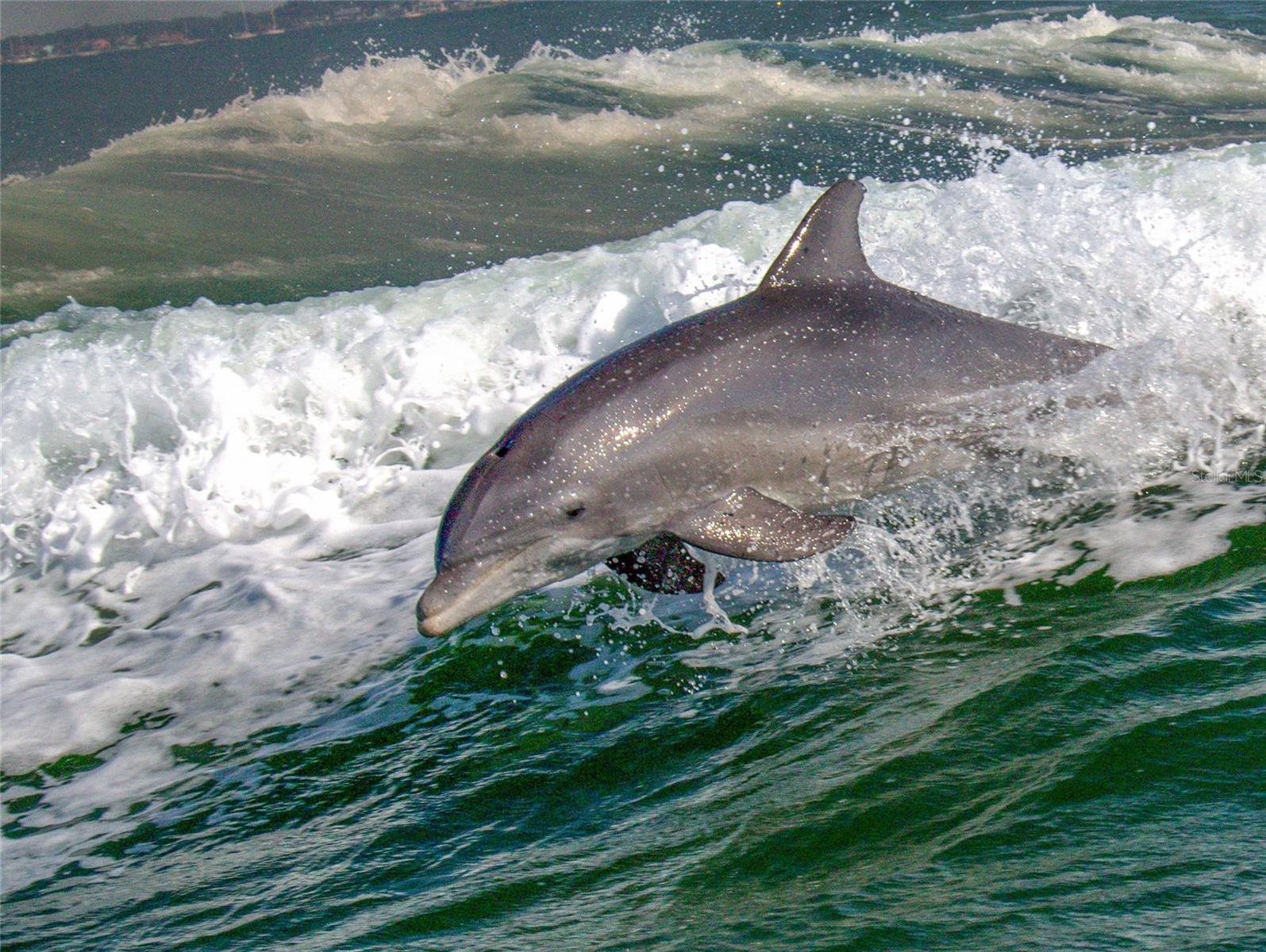 Image 72 of 75 For 5445 Gulf Boulevard 402