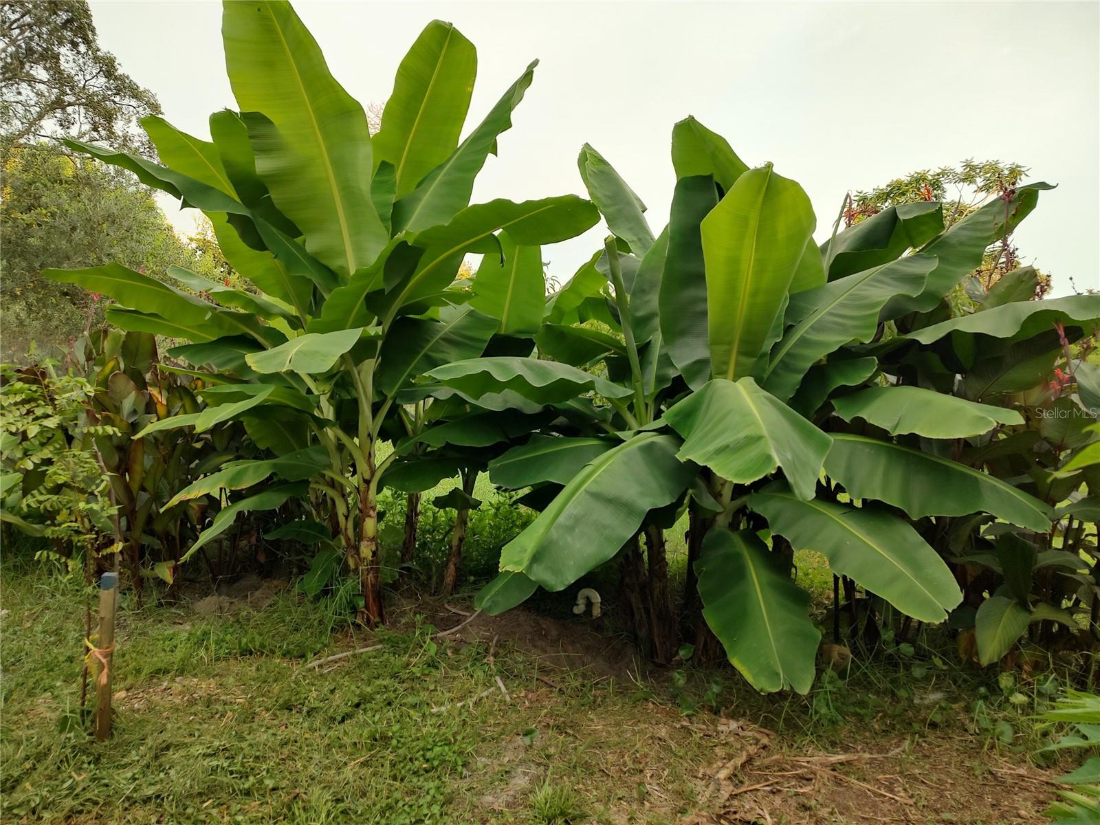 Listing photo id 22 for 10342 Shady Drive