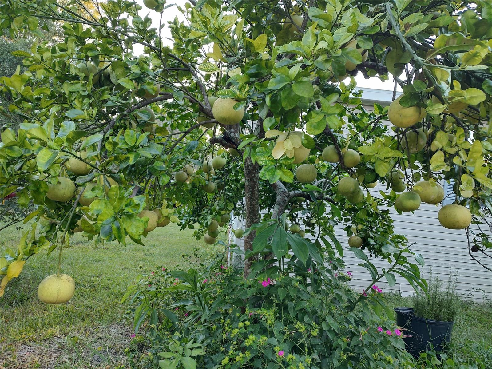 Listing photo id 23 for 10342 Shady Drive