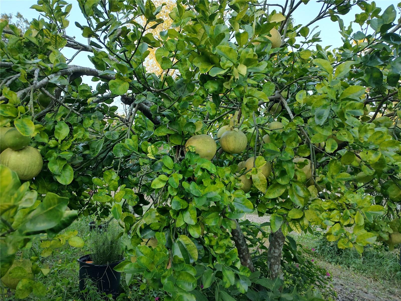 Listing photo id 24 for 10342 Shady Drive