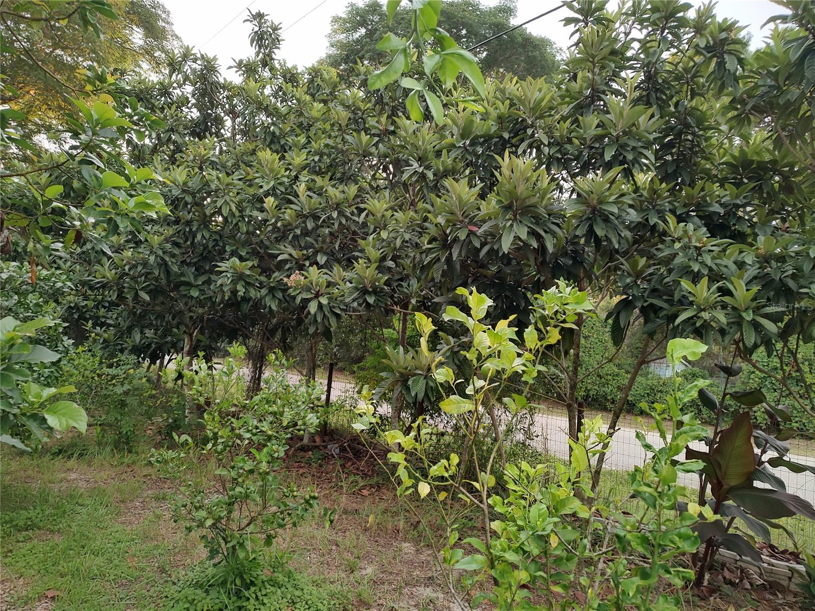 Listing photo id 30 for 10342 Shady Drive