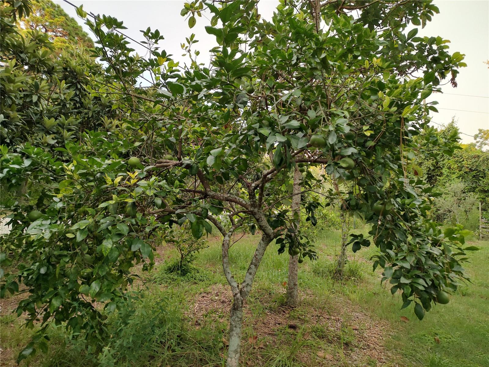 Listing photo id 31 for 10342 Shady Drive