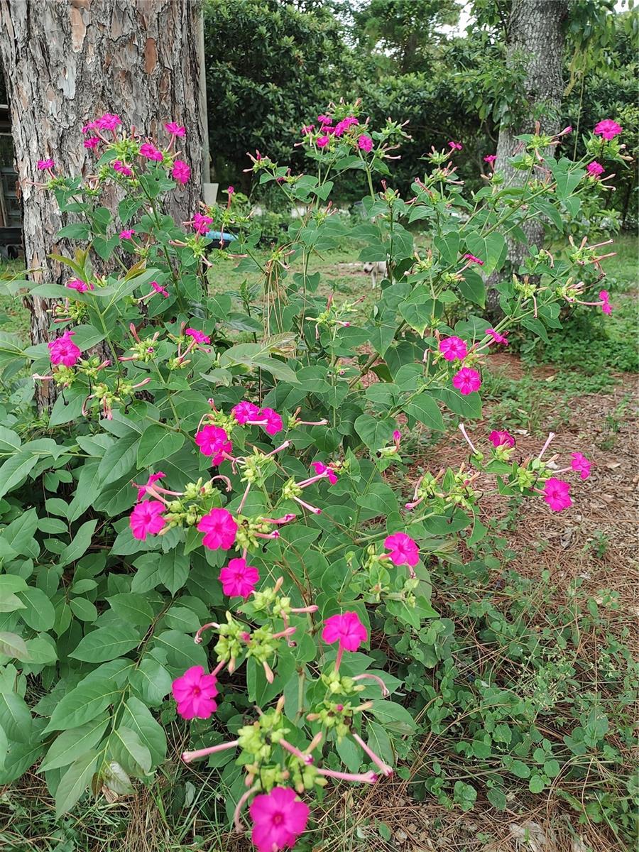 Listing photo id 34 for 10342 Shady Drive