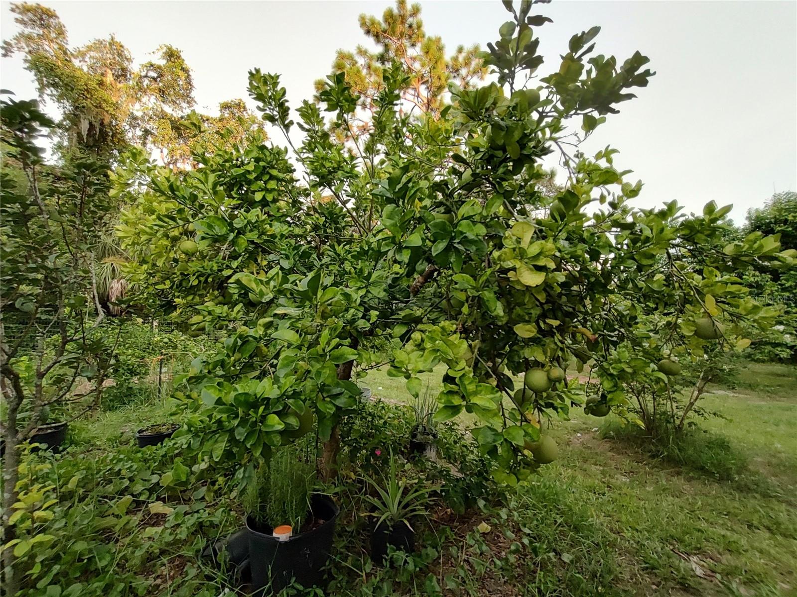 Listing photo id 35 for 10342 Shady Drive