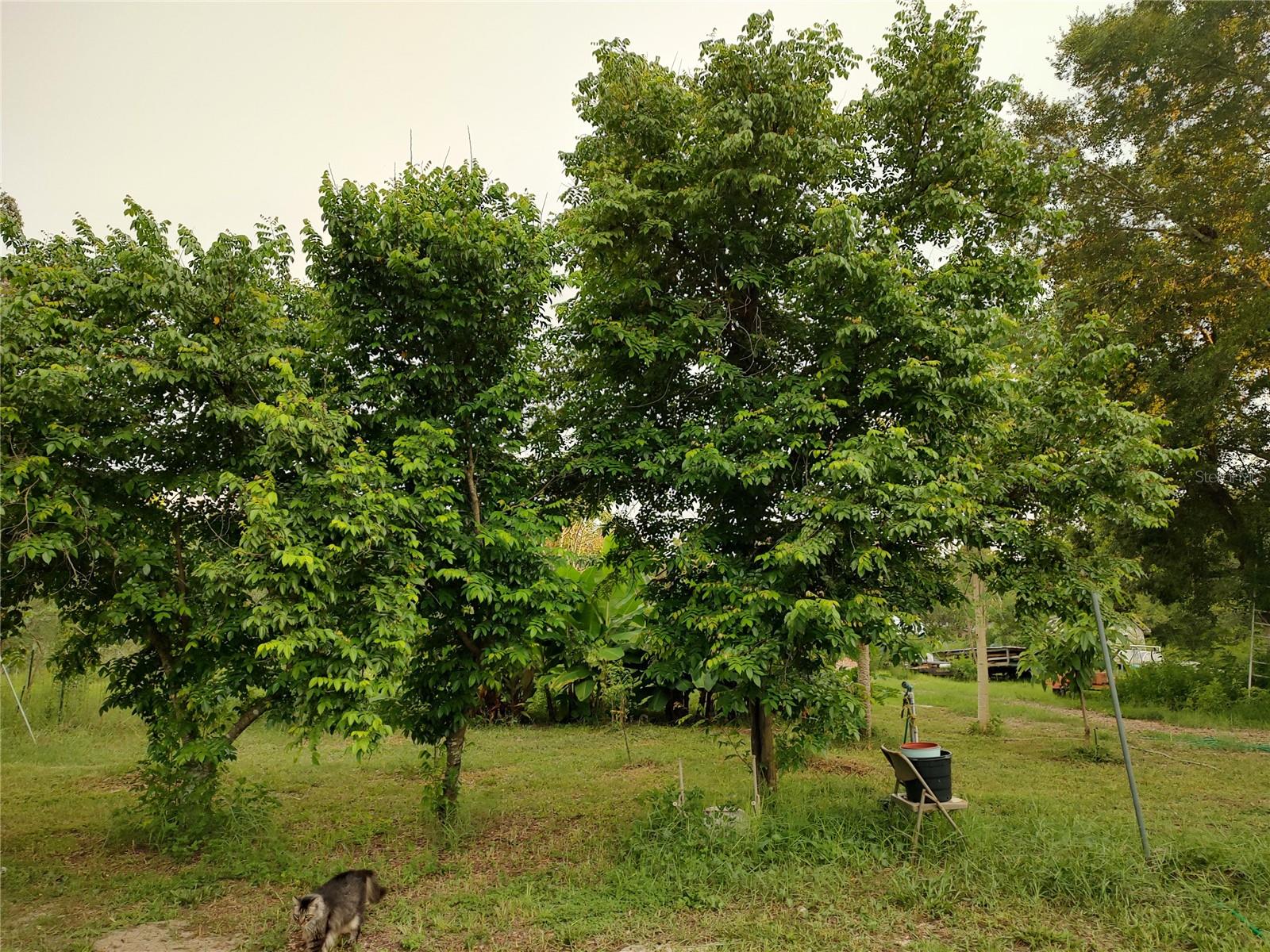 Listing photo id 37 for 10342 Shady Drive