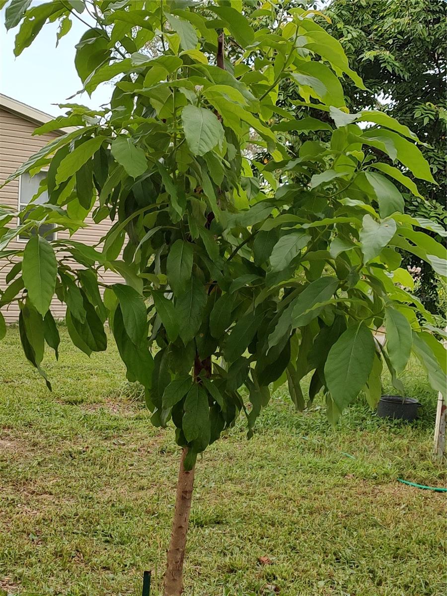 Listing photo id 39 for 10342 Shady Drive