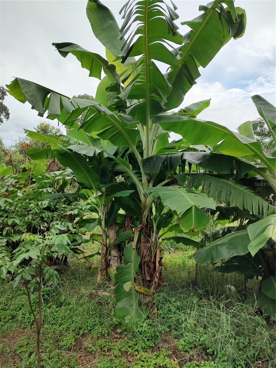 Listing photo id 40 for 10342 Shady Drive