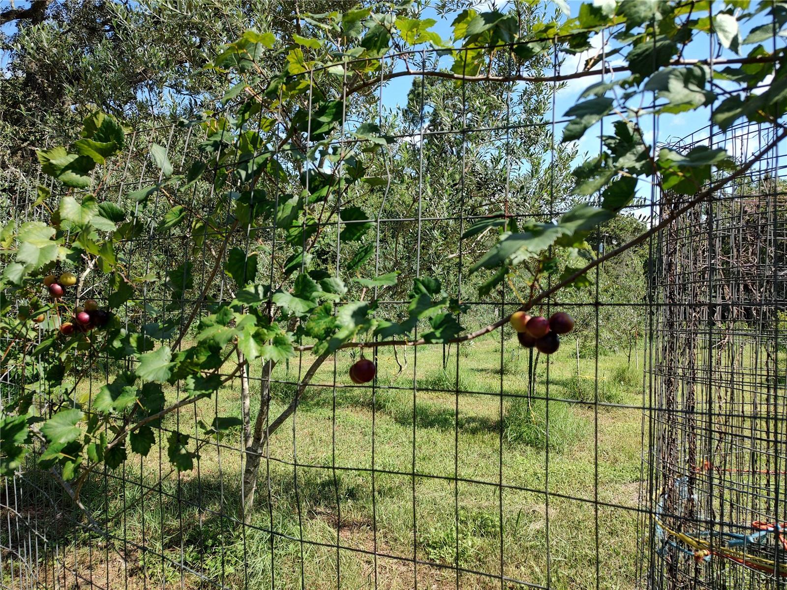 Listing photo id 41 for 10342 Shady Drive