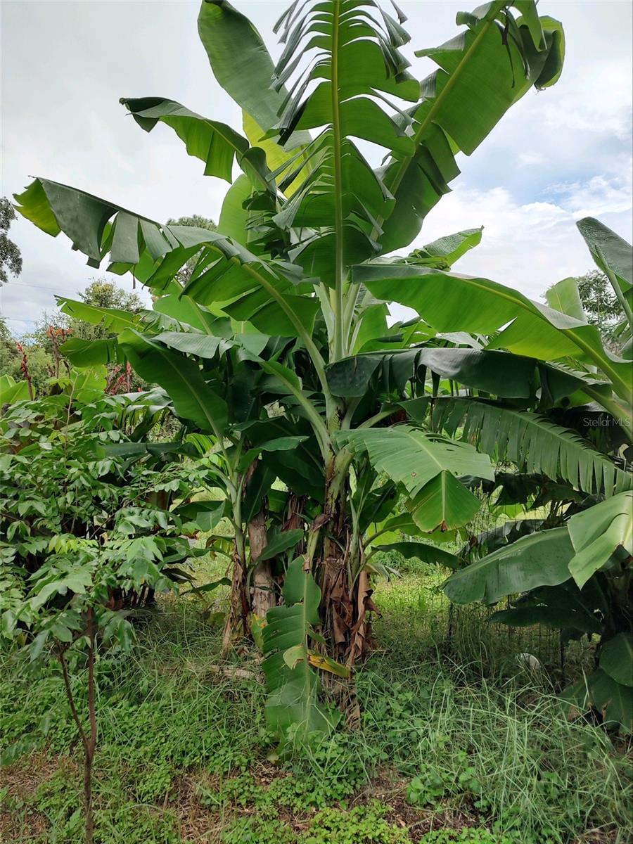 Listing photo id 42 for 10342 Shady Drive