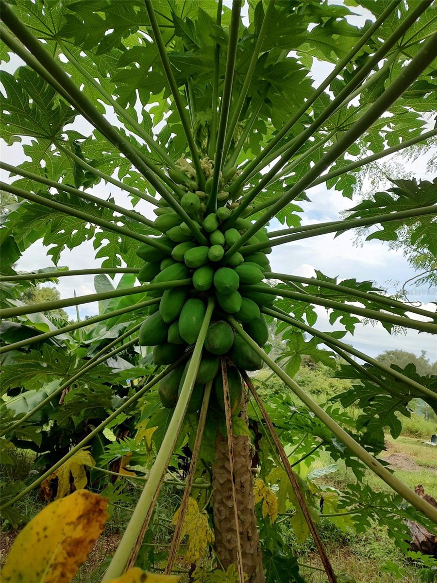 Listing photo id 43 for 10342 Shady Drive