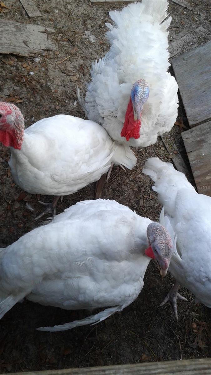 Listing photo id 46 for 10342 Shady Drive