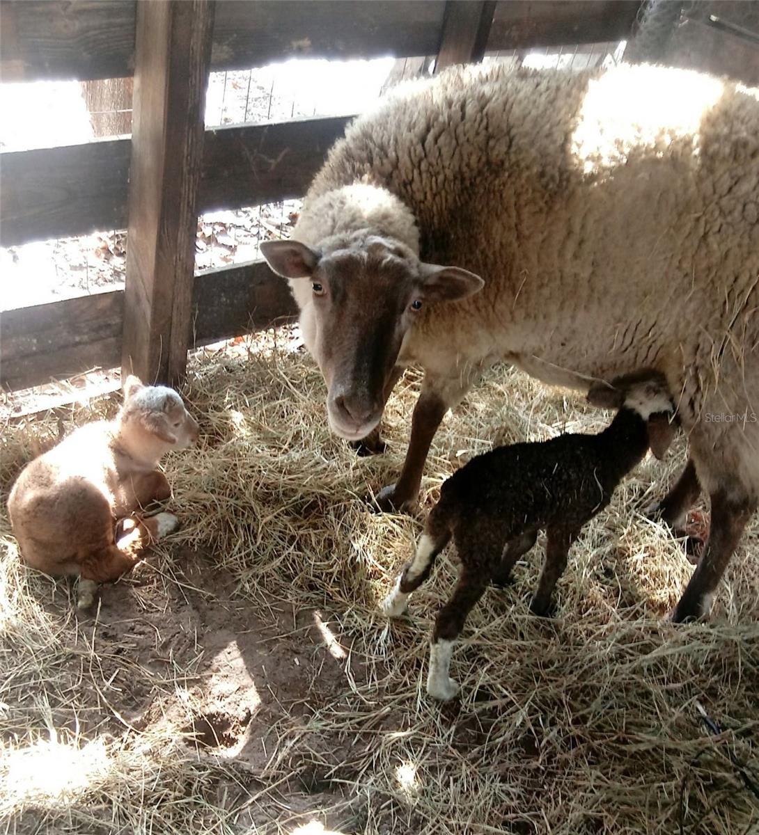 Listing photo id 48 for 10342 Shady Drive