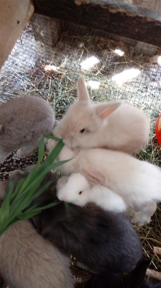 Listing photo id 49 for 10342 Shady Drive