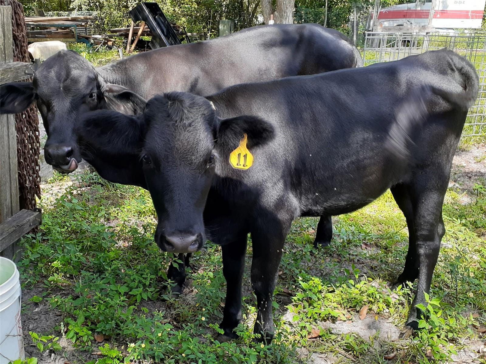 Listing photo id 50 for 10342 Shady Drive