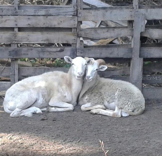 Listing photo id 52 for 10342 Shady Drive