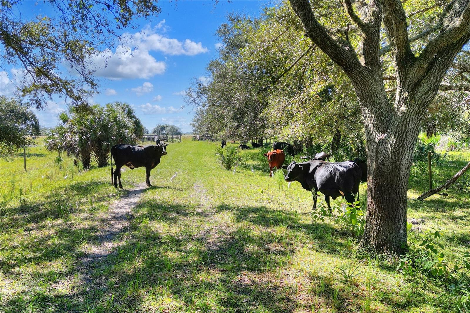 Details for 46891 Farabee Road, PUNTA GORDA, FL 33982