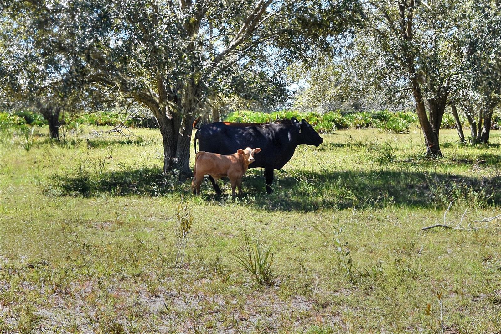 Image 20 of 25 For 46891 Farabee Road