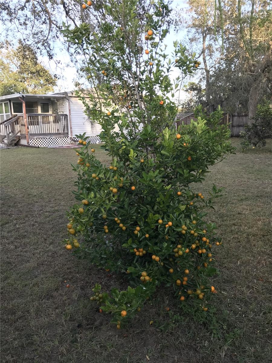 Image 24 of 24 For 7212 Toucan Trail