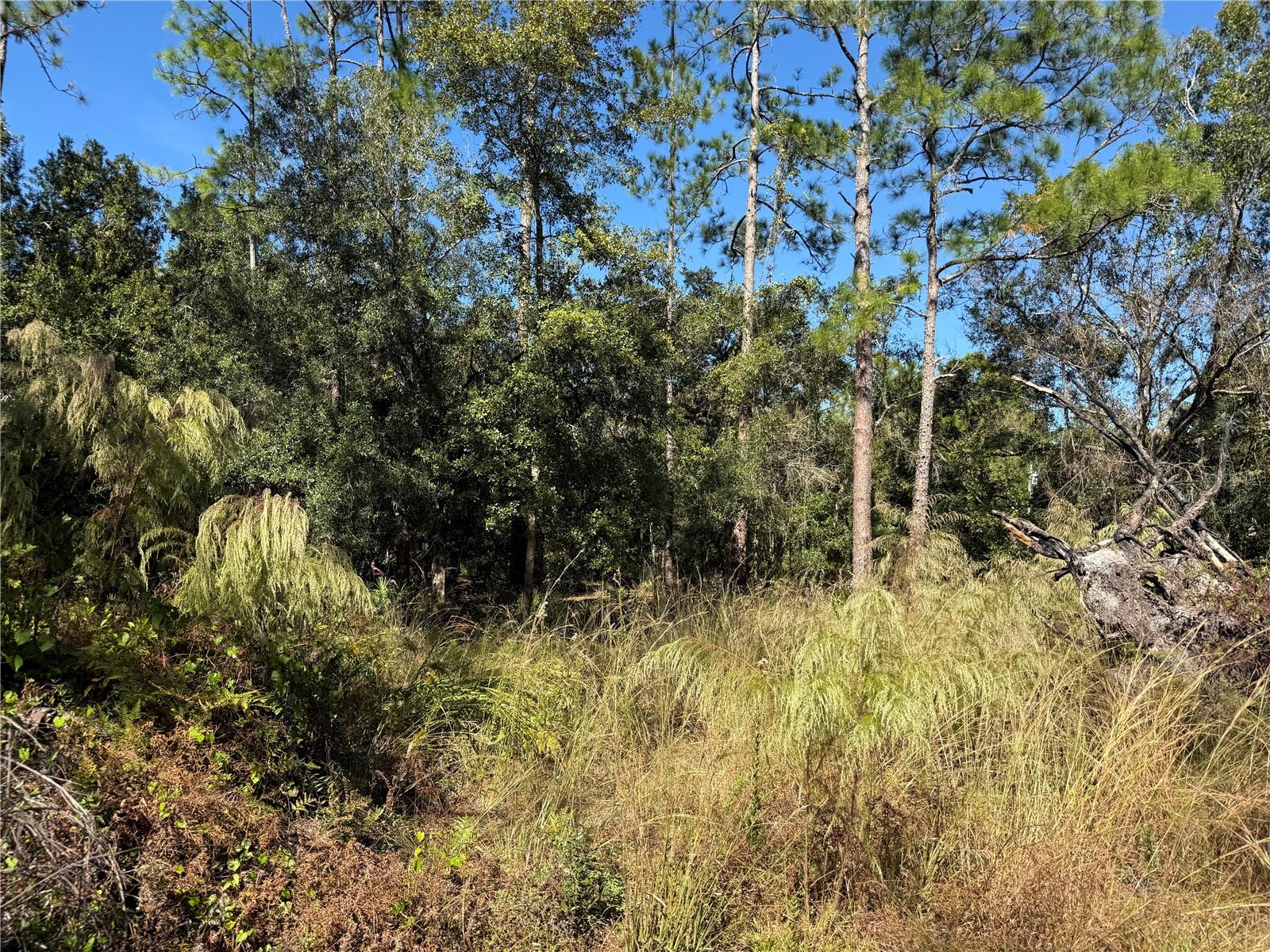 Listing photo id 3 for 27975 Robin Roost Lane