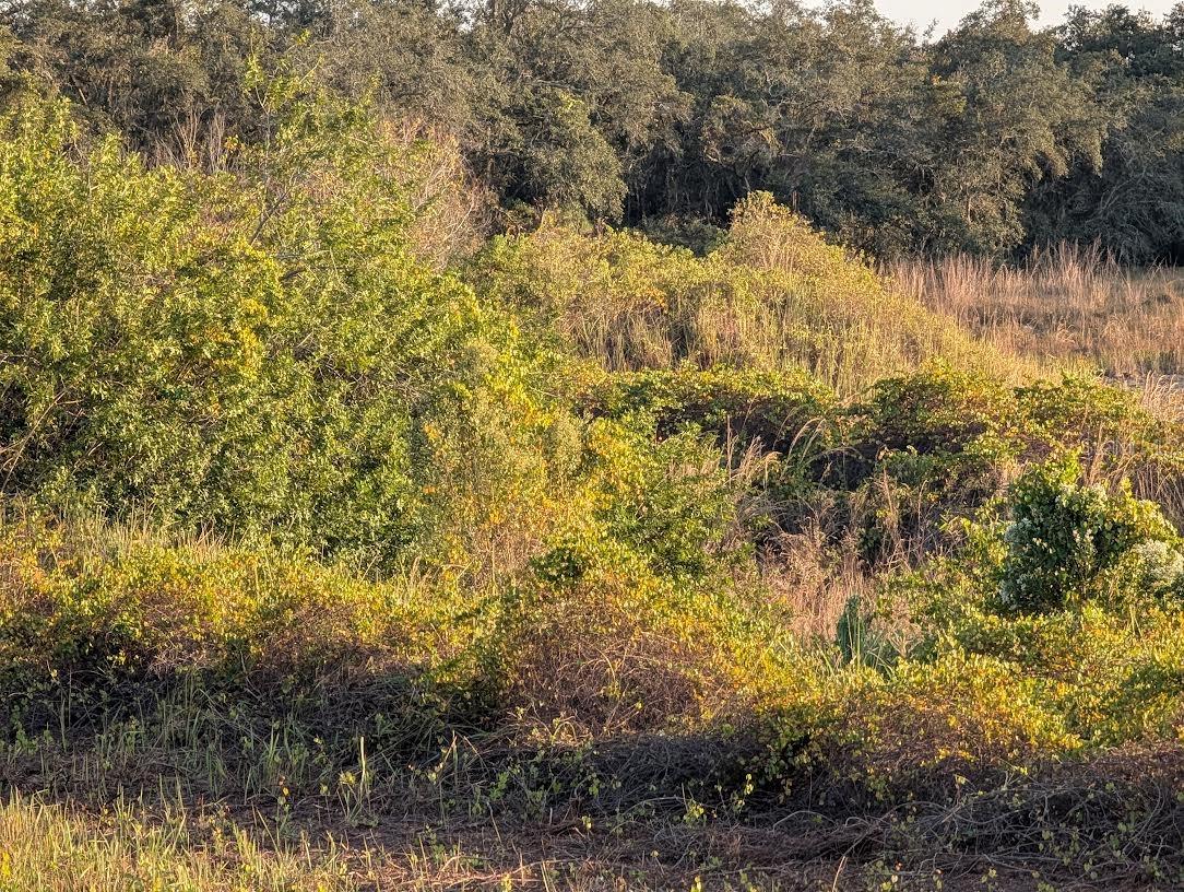 Image 14 of 18 For 4381 Mammoth Grove Road