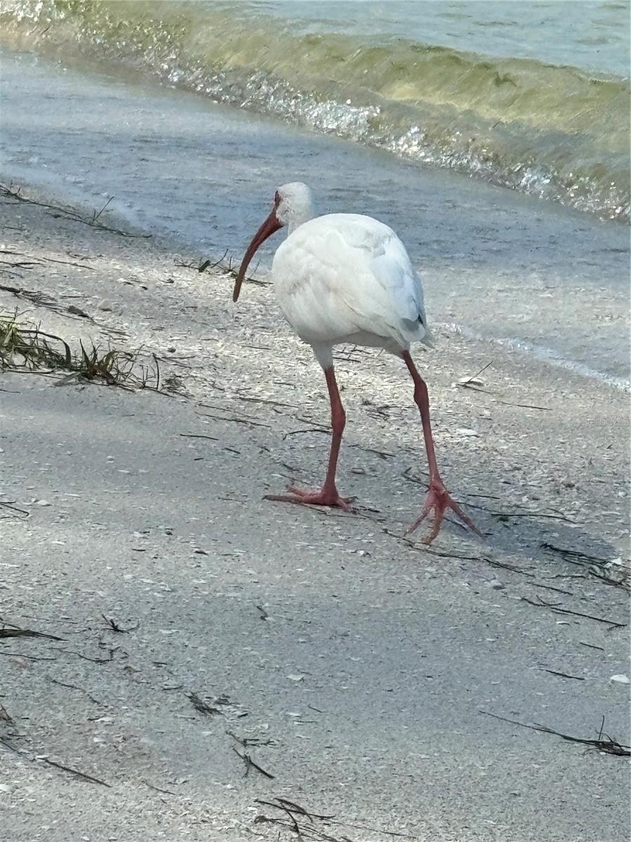 Image 66 of 66 For 4530 Pinebrook Circle 301