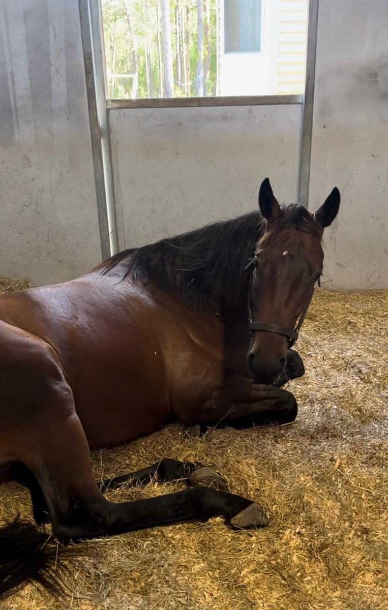 Image 6 of 10 For 14192 Ermine Owl Road