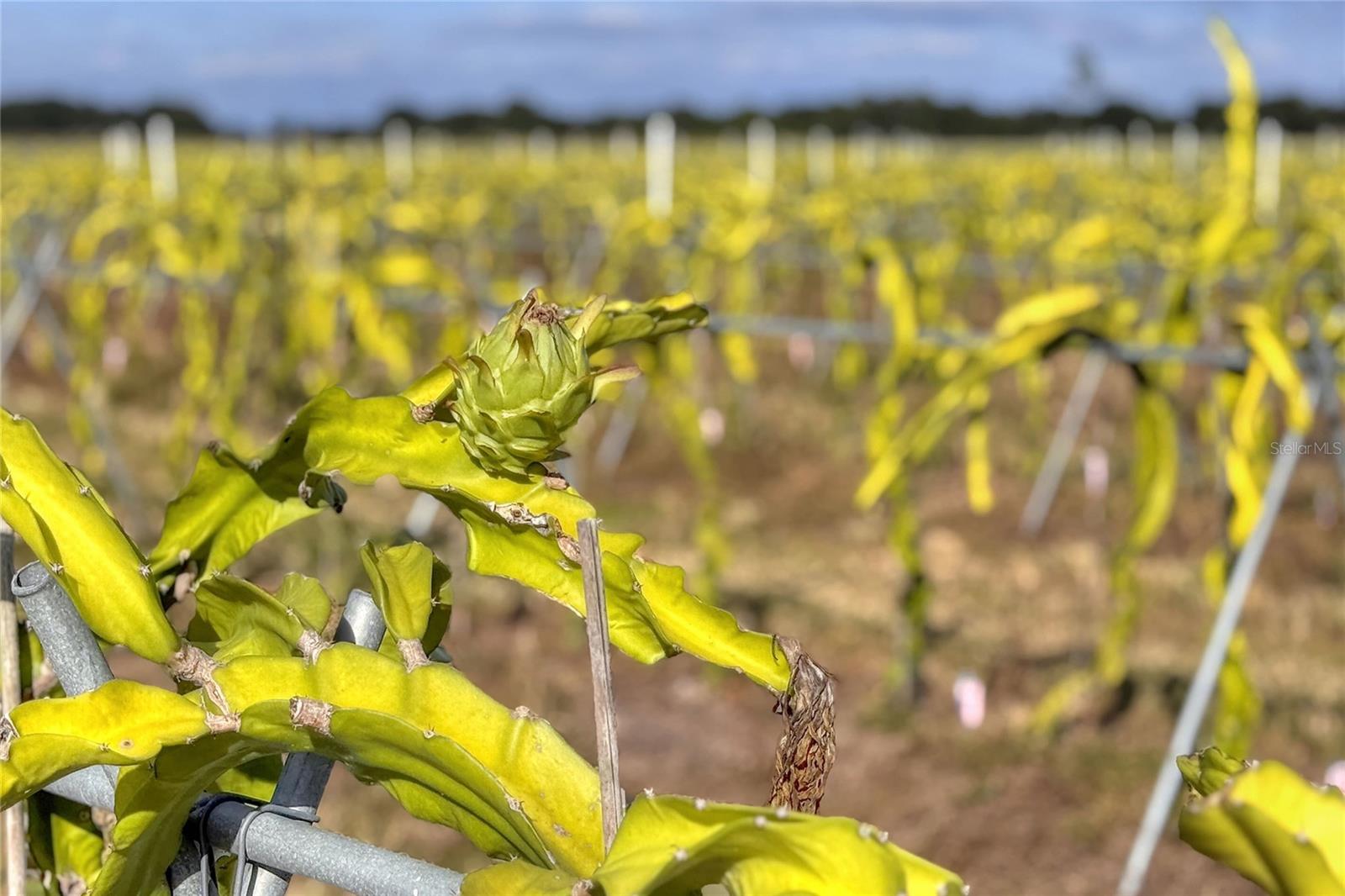 Image 64 of 100 For 6018 County Road 661a