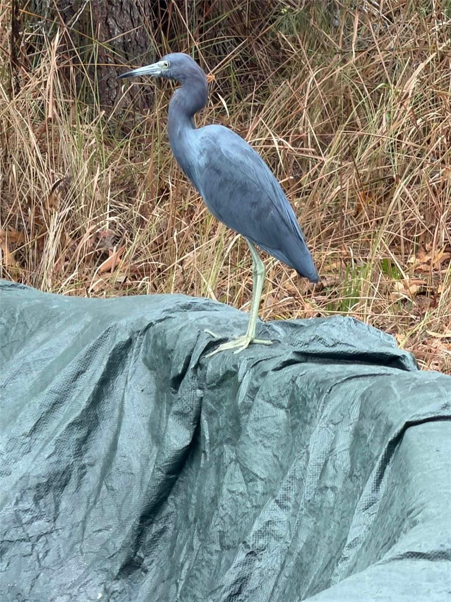 Image 92 of 93 For 11473 Finch Road