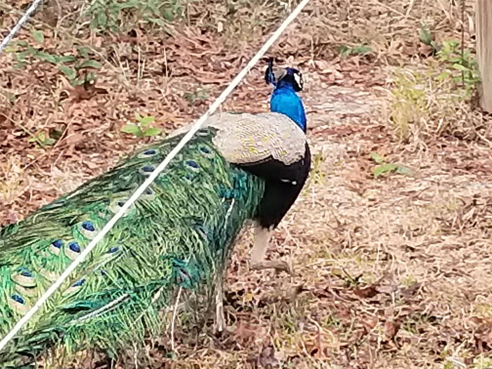 Image 93 of 93 For 11473 Finch Road