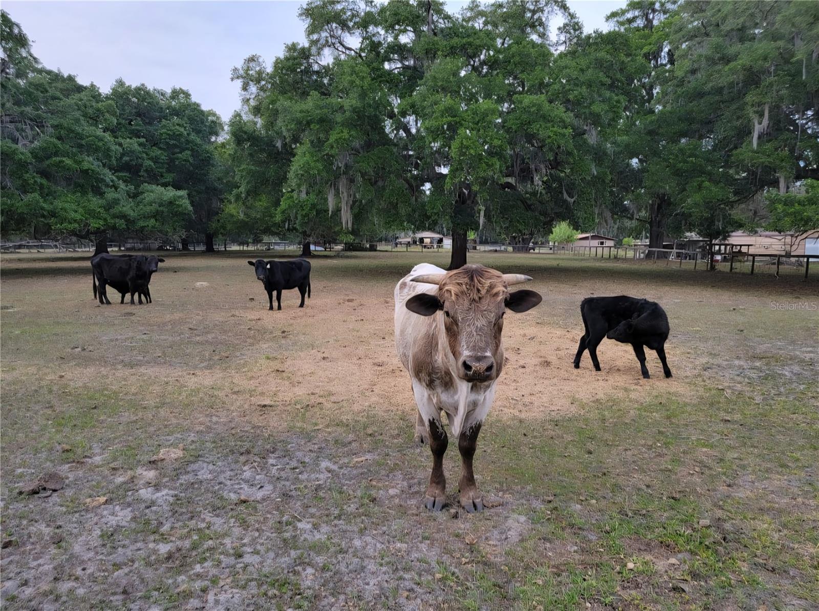 Image 20 of 90 For 11419 Old Crystal River Road