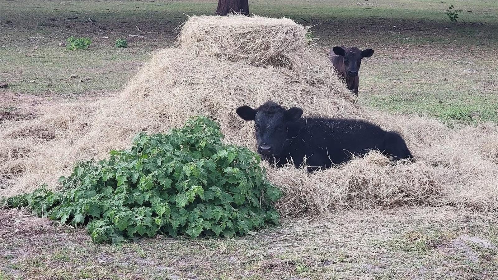 Image 21 of 90 For 11419 Old Crystal River Road