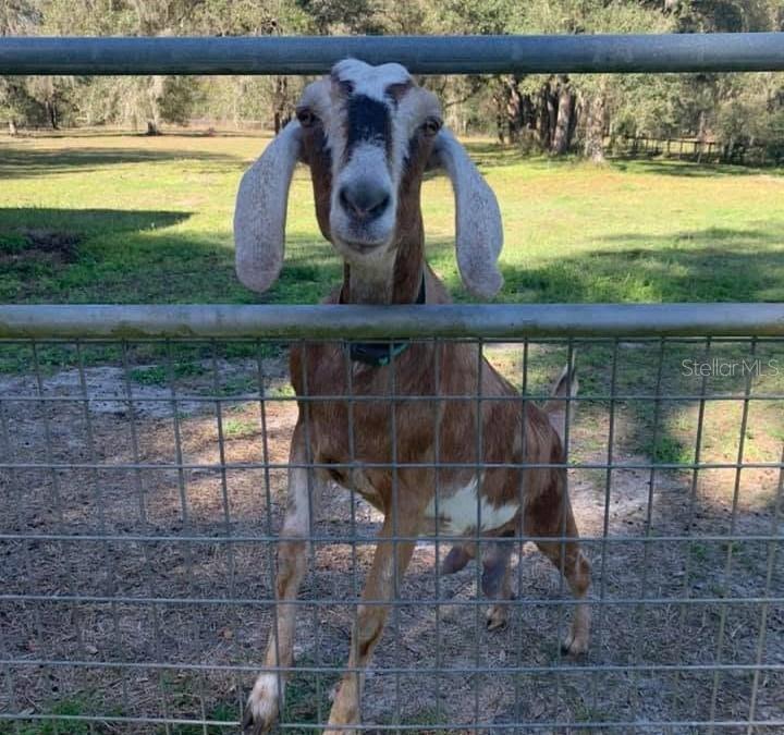 Image 22 of 90 For 11419 Old Crystal River Road